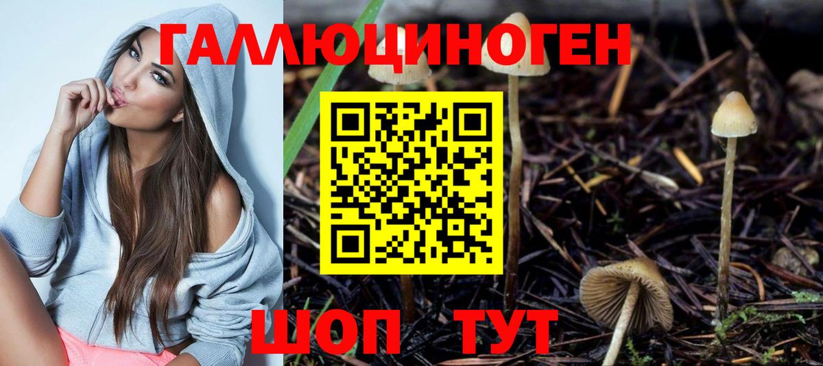 Арзамас  Псилоцибиновые грибы Cubensis  Вход с VPN  Псилоцибиновые грибы Cubensis 